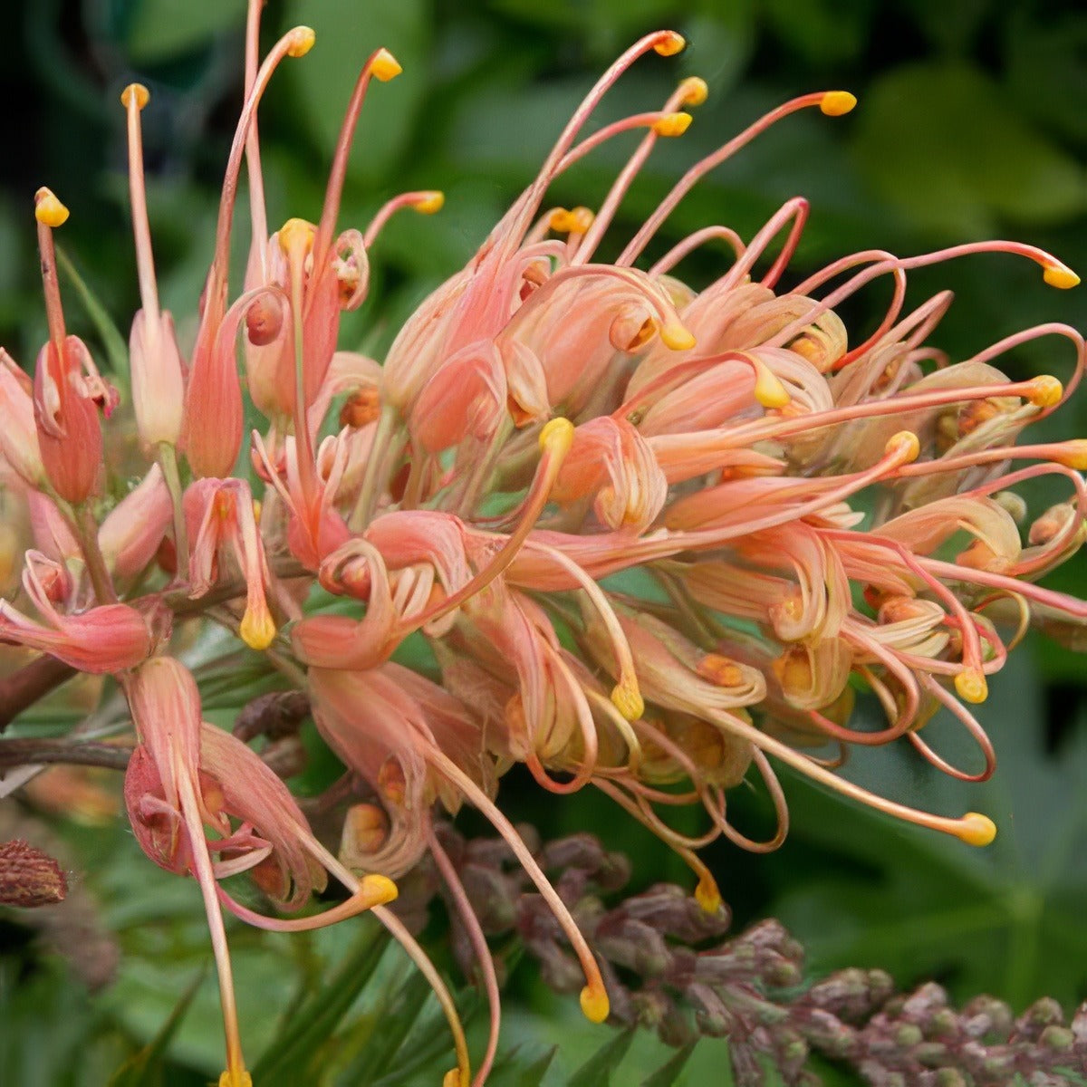 Grevillea Coconut Ice 13 - Garden Express Australia