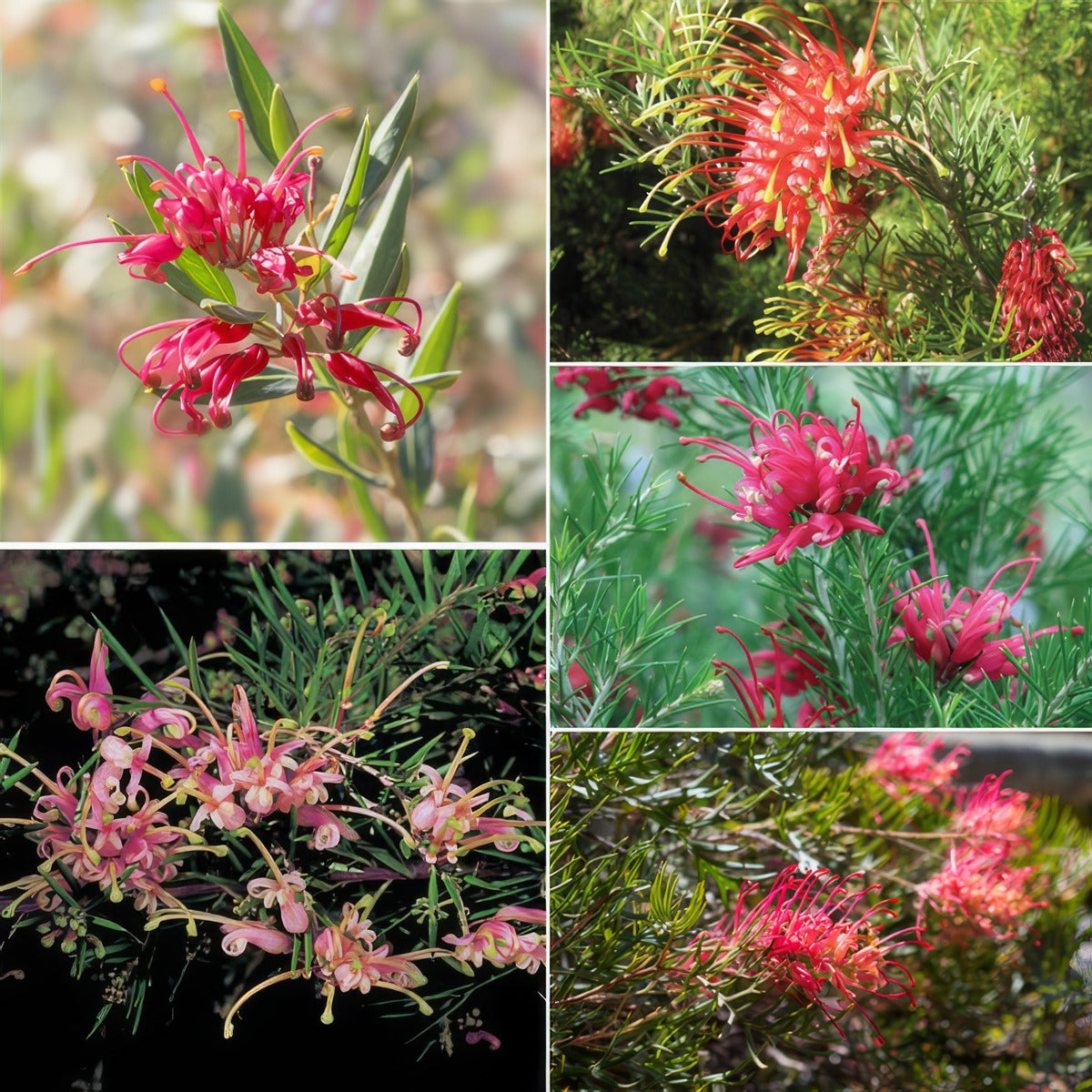 Grevillea Winter Collection 5 Plants V2 2023 Colgrewco - Garden Express Australia