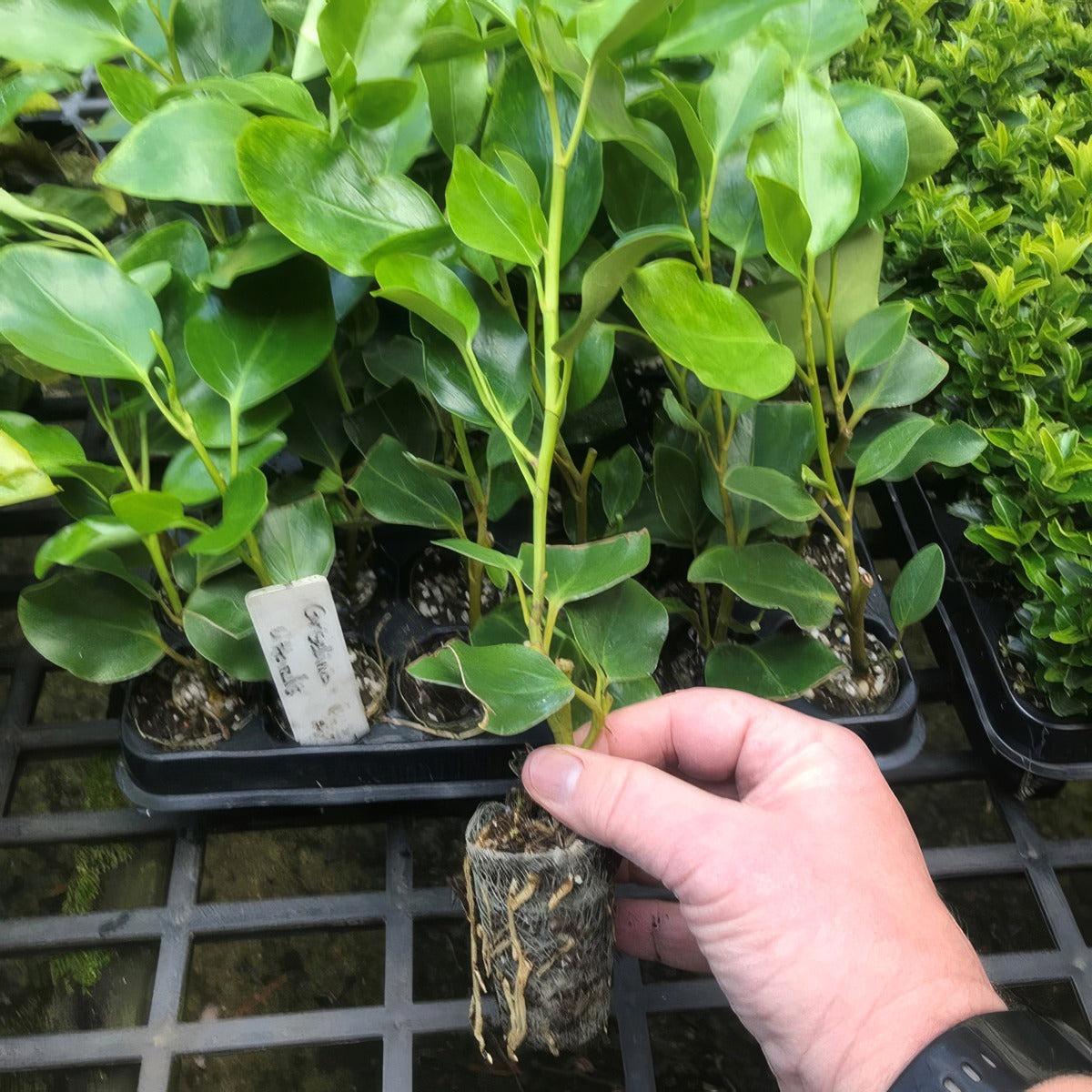 Griselina Littoralis - Garden Express Australia