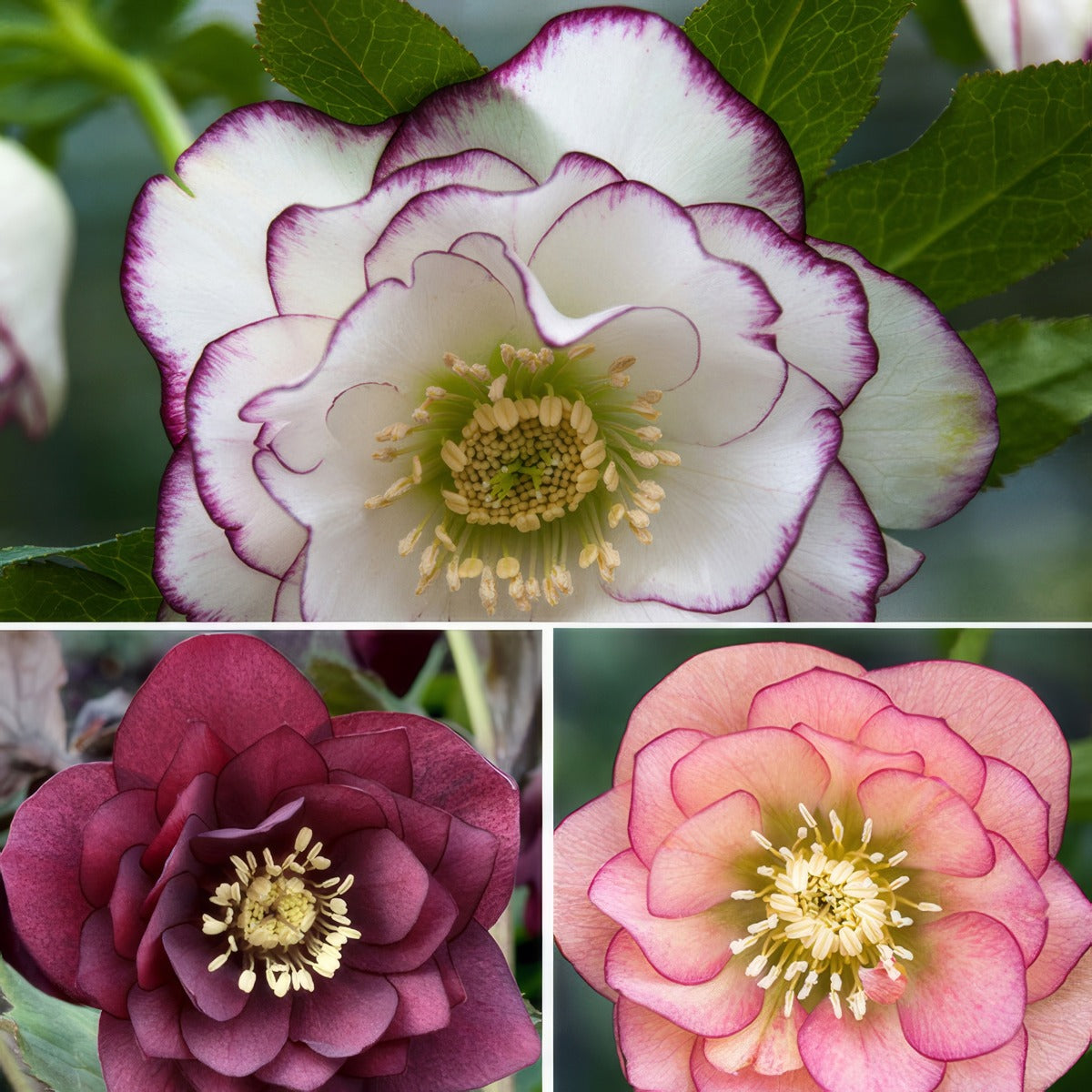 Hellebore Double Collection 2026 Colheldco - Garden Express Australia