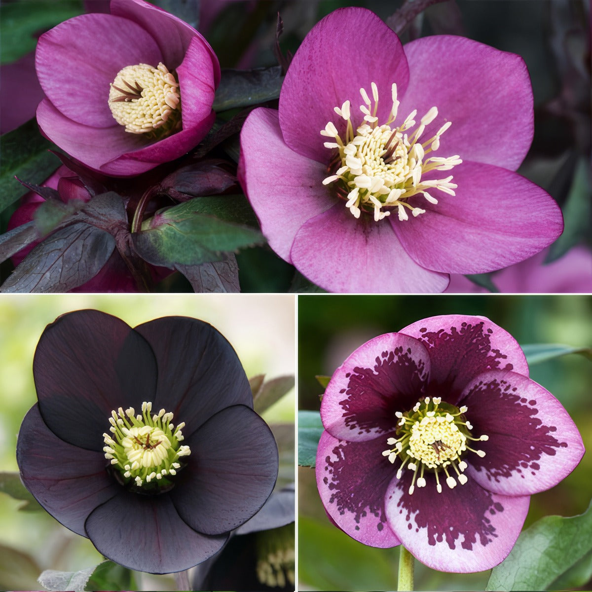 Hellebore Single Collection 2 2026 Colhelsc2 - Garden Express Australia