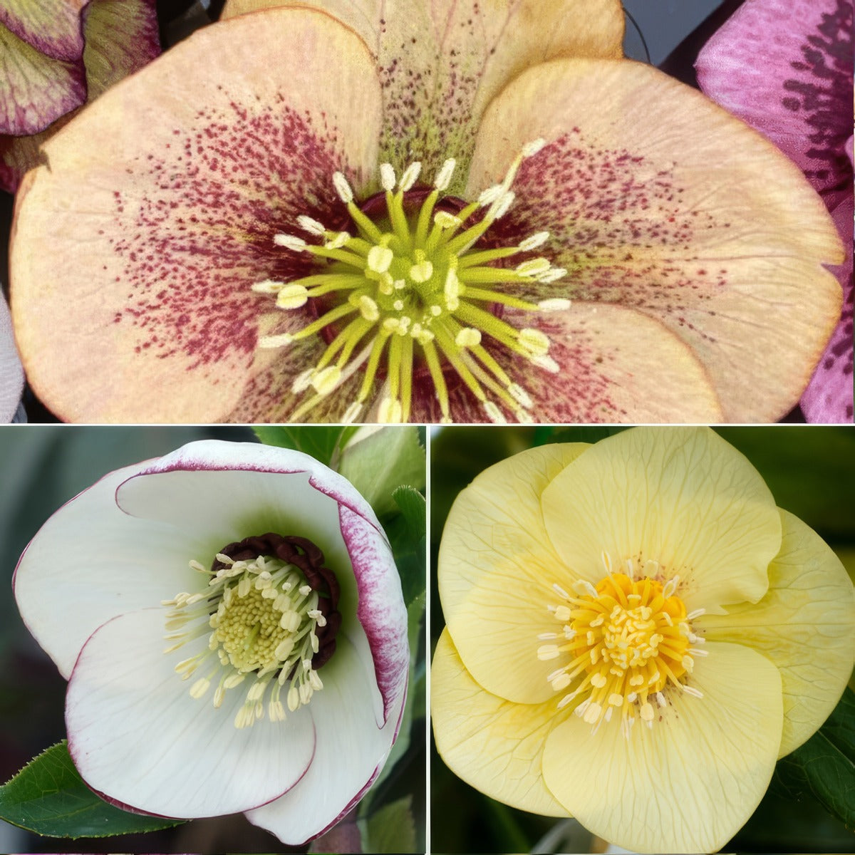 Hellebore Single Collection 2026 Colhelsco - Garden Express Australia