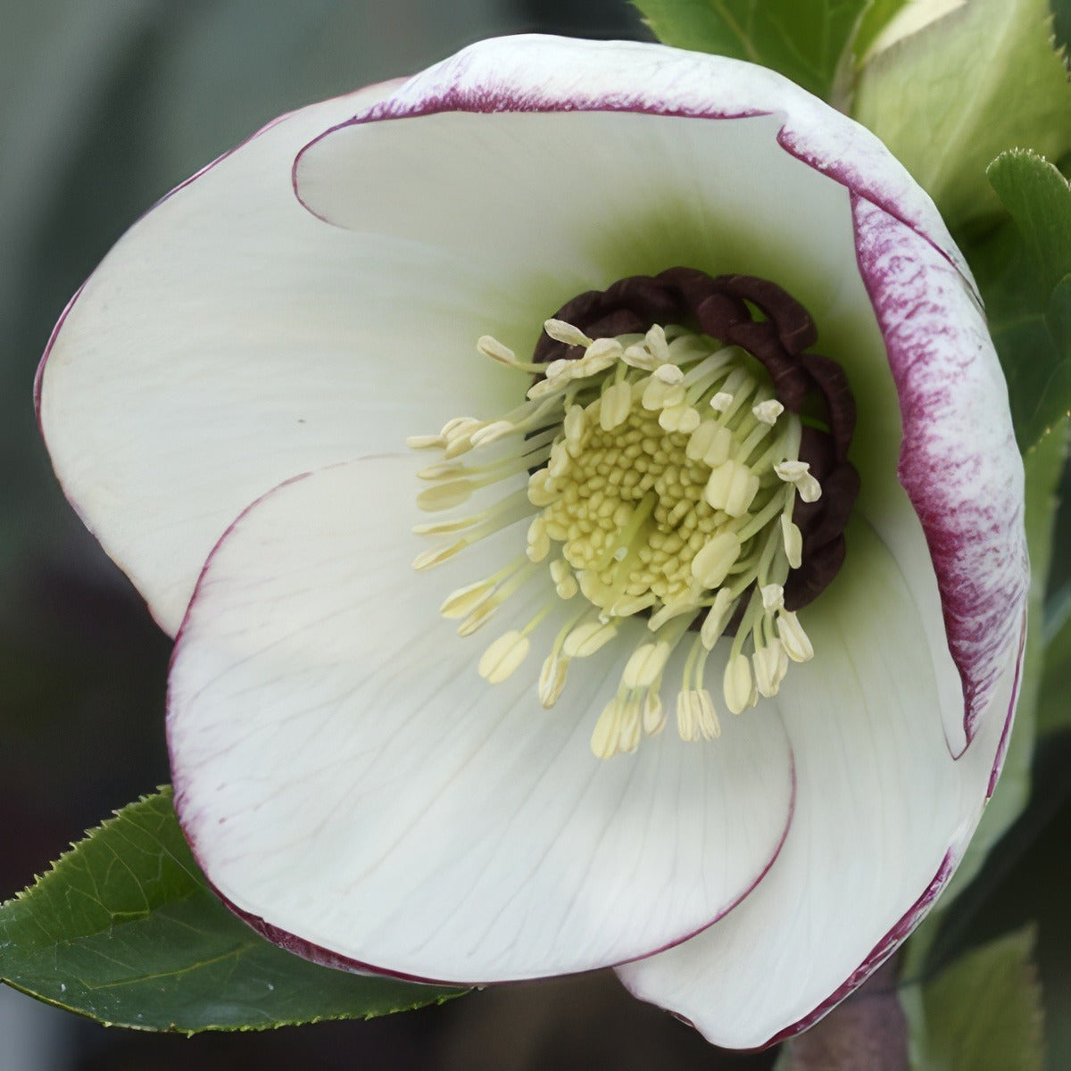 Hellebore Single Picotee 15 Pof - Garden Express Australia
