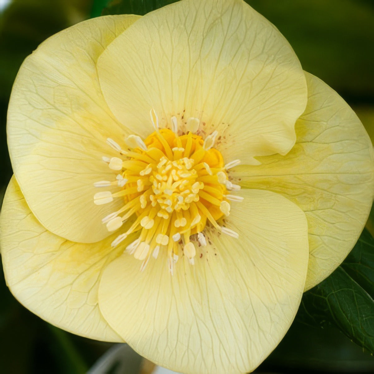 Hellebore Single Primrose Yellow 16 - Garden Express Australia