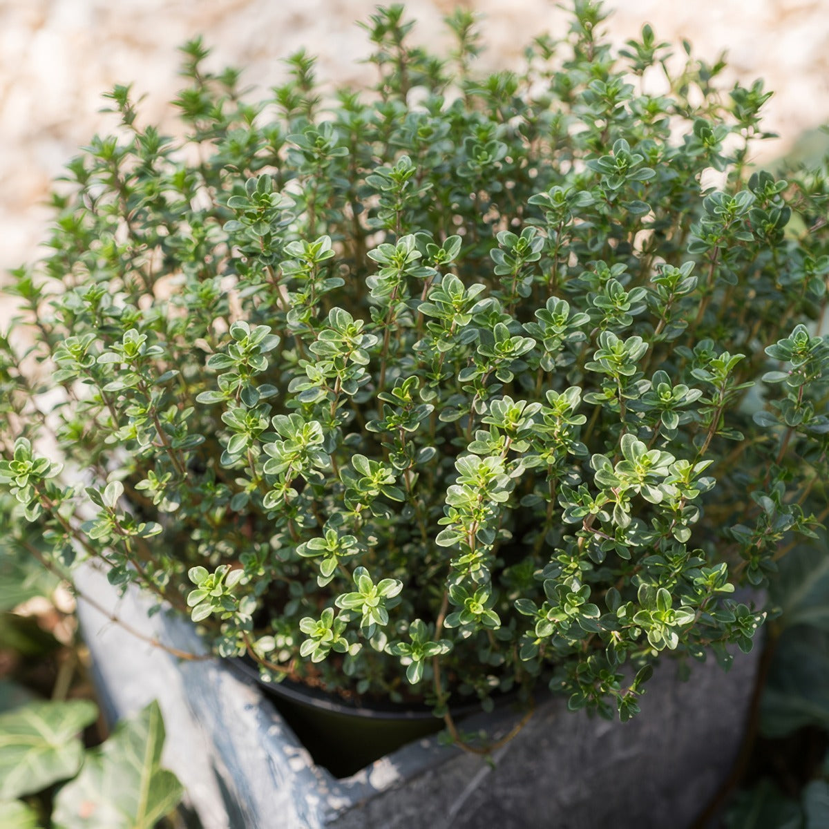 Lemon Thyme P95hertle - Garden Express Australia