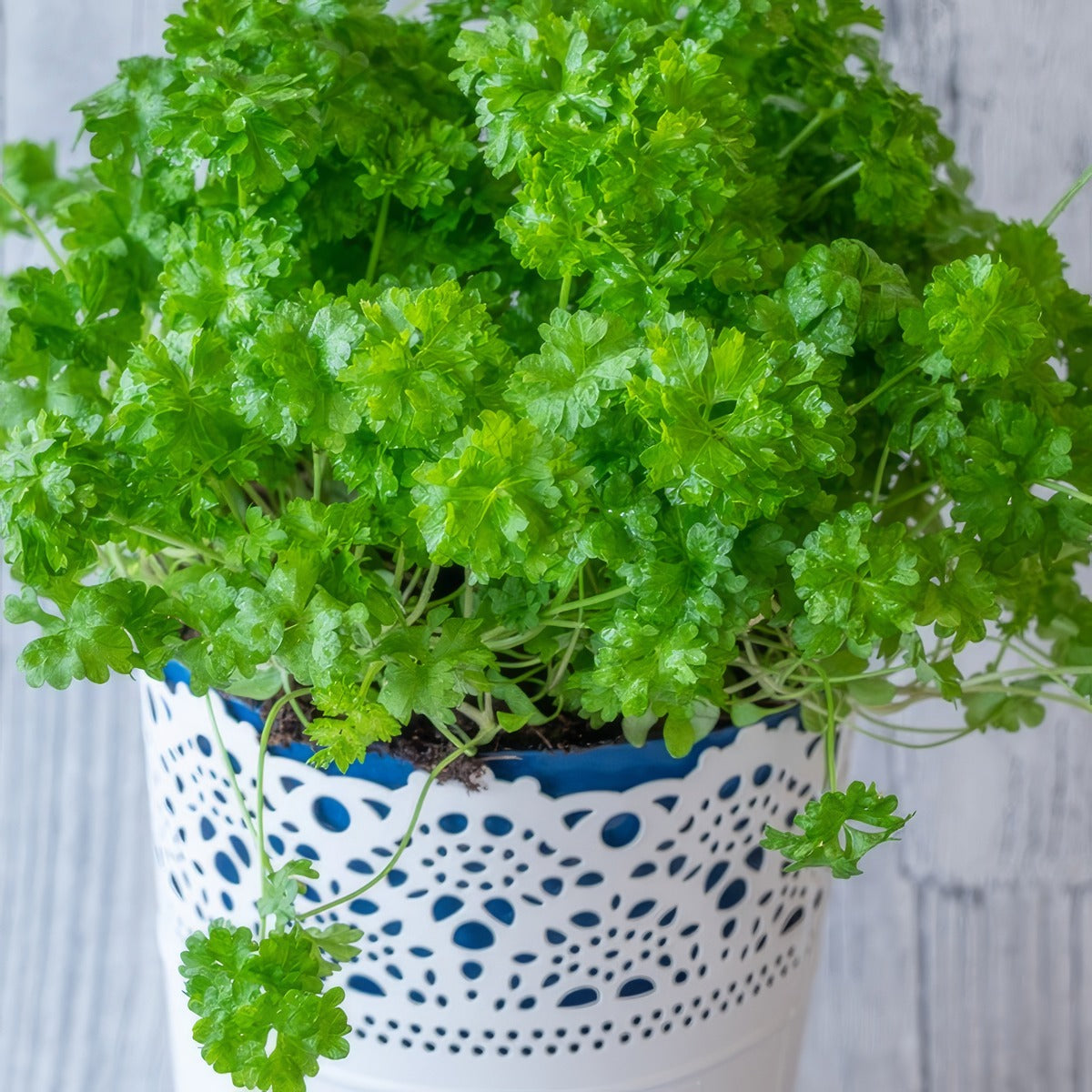 Parsley Curly P95herpcu - Garden Express Australia