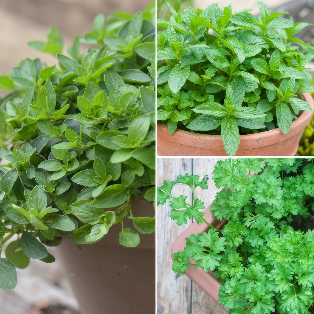 Herb Collection 2025 Colhercol - Garden Express Australia