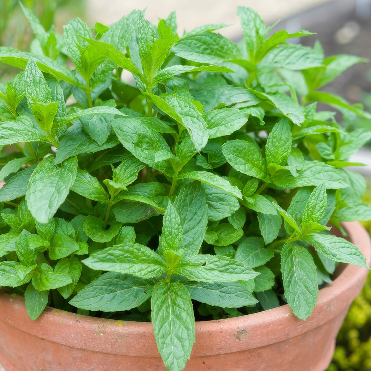 Mint P95hermco - Garden Express Australia