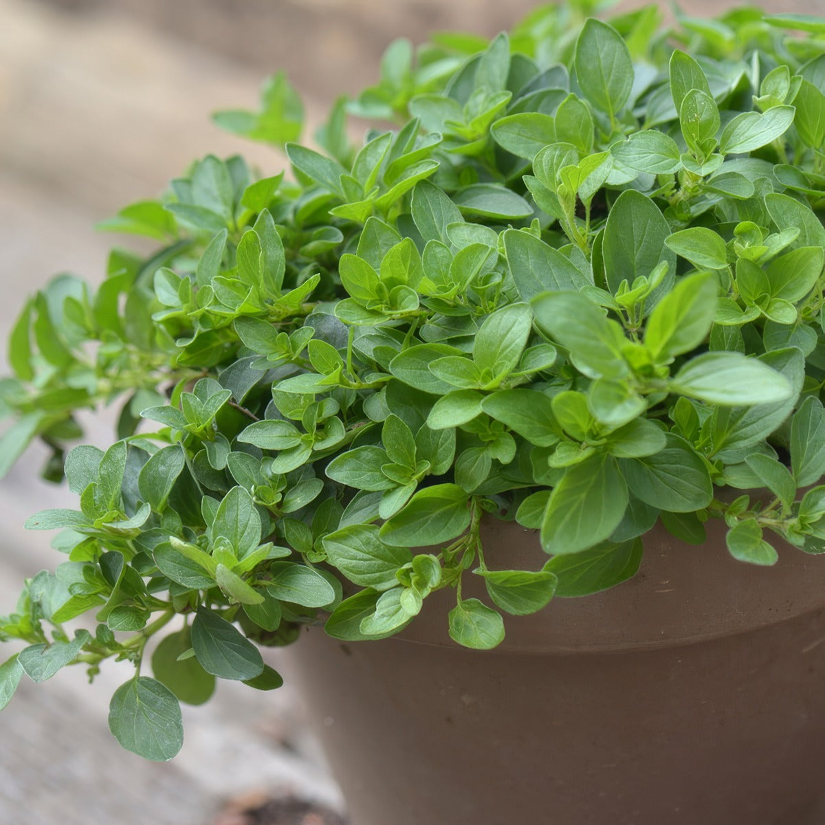 Oregano P95heroco - Garden Express Australia
