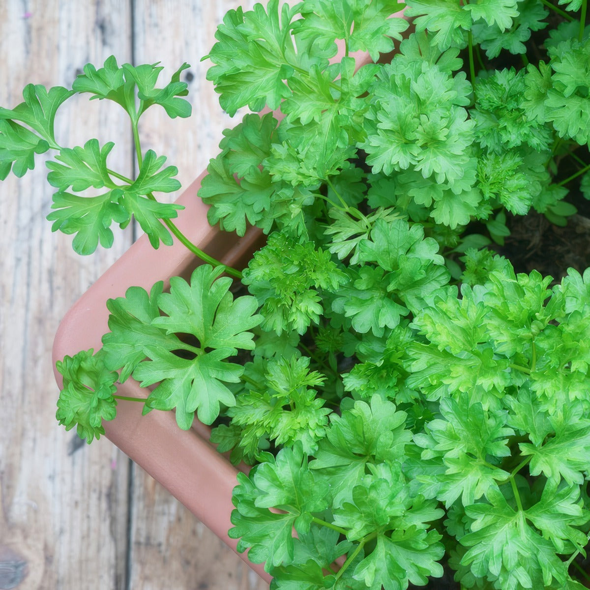 Parsley Italian P95herpita - Garden Express Australia