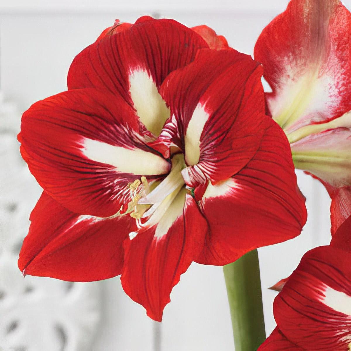Hippeastrum Barbados Pkhipbrb - Garden Express Australia