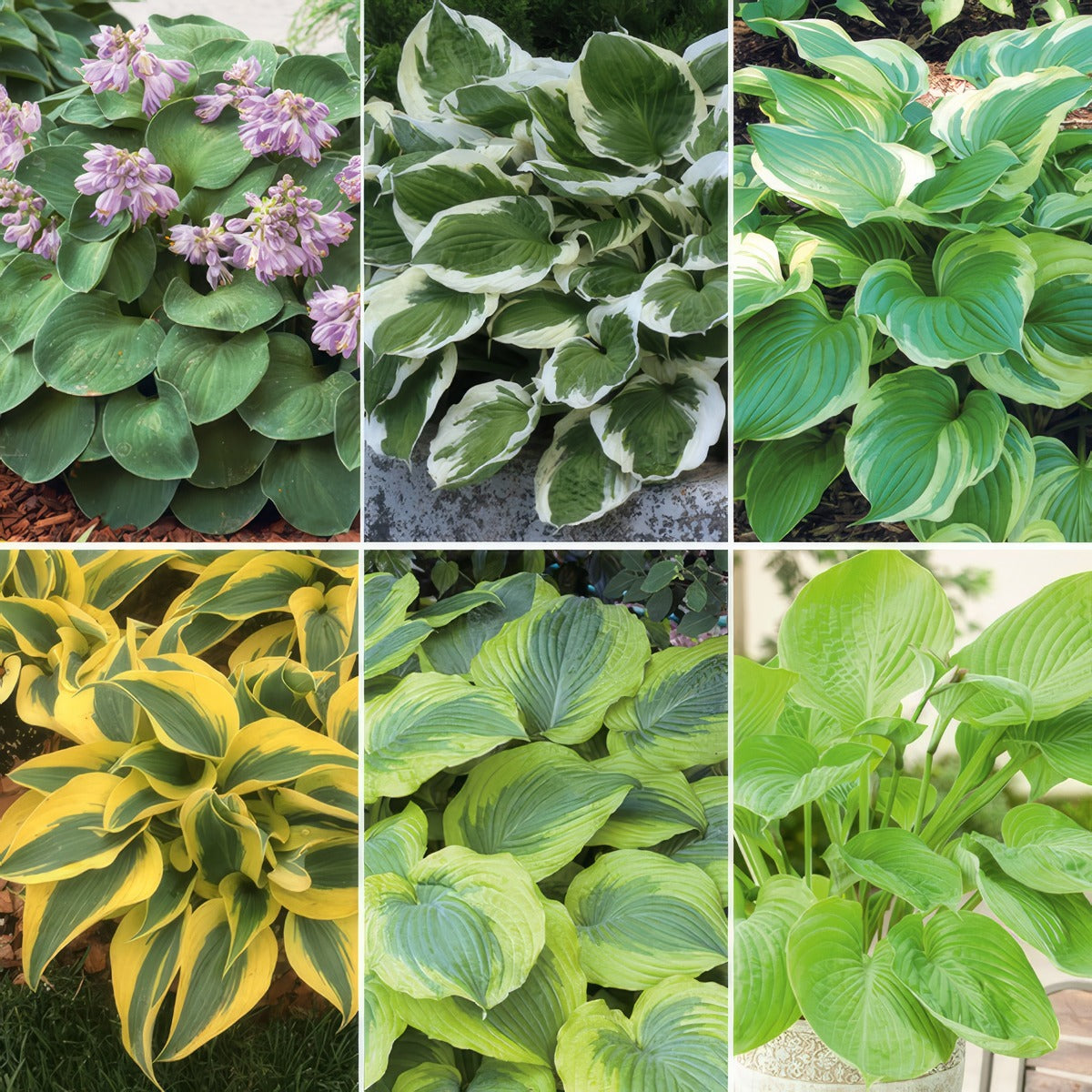 Hosta Collection 1 2026 Colhoscol - Garden Express Australia