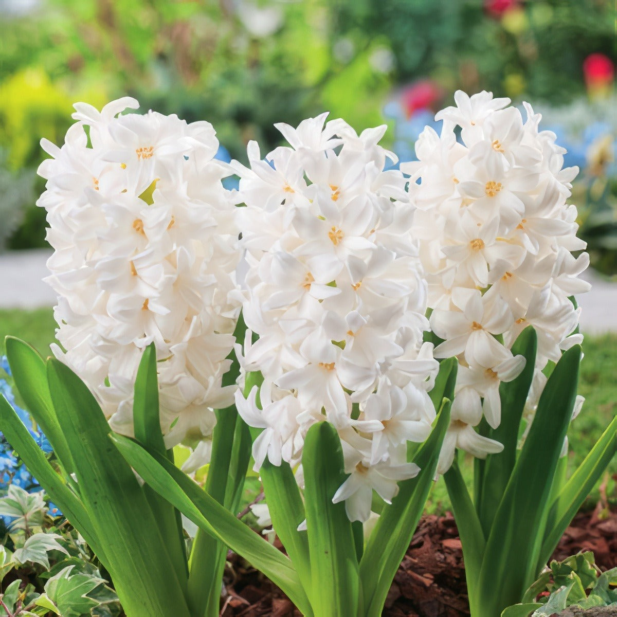 Hyacinth White Pearl Pkhyawpe 2018 - Garden Express Australia