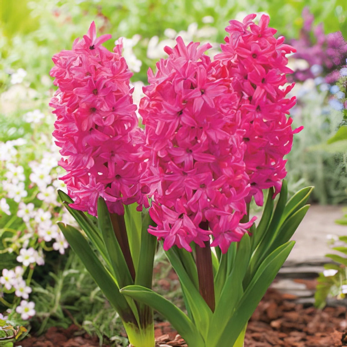 Hyacinth Jan Bos Pkhyajbo 2025 - Garden Express Australia