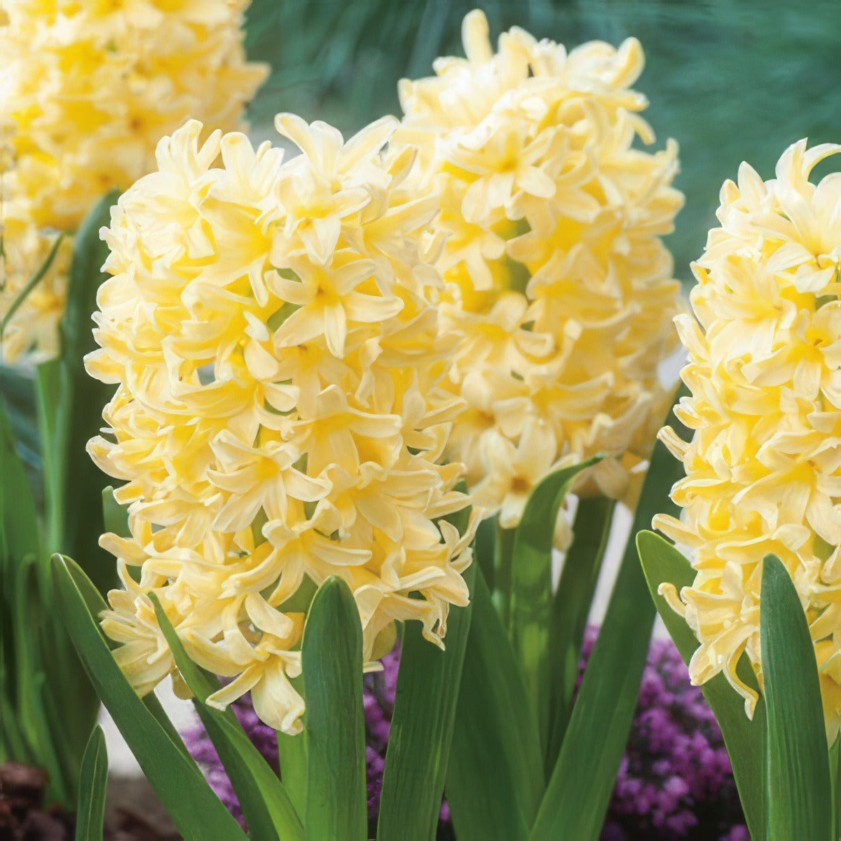 Hyacinth Yellowstone 2 Pkhyayel - Garden Express Australia