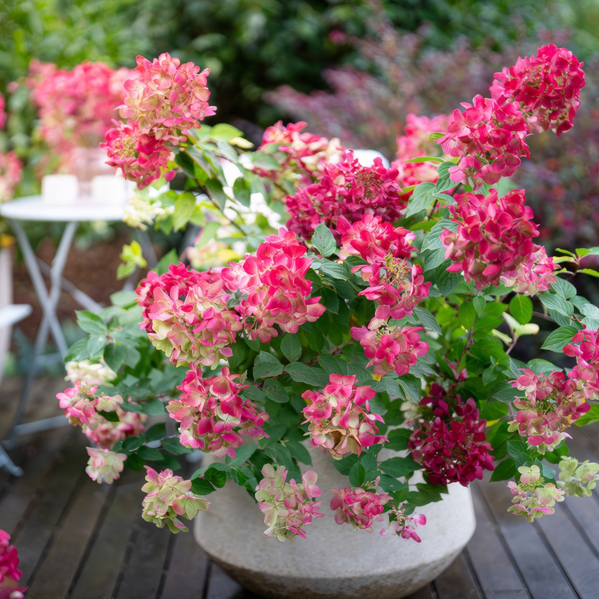 Hydrangea Diamond Rouge Container - Garden Express Australia
