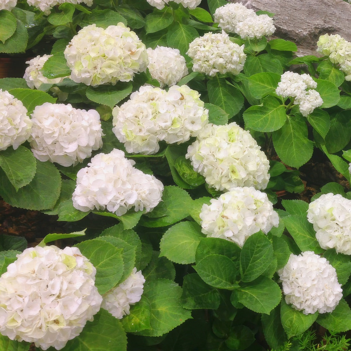 Hydrangea Le Cygne P75hydlcy - Garden Express Australia