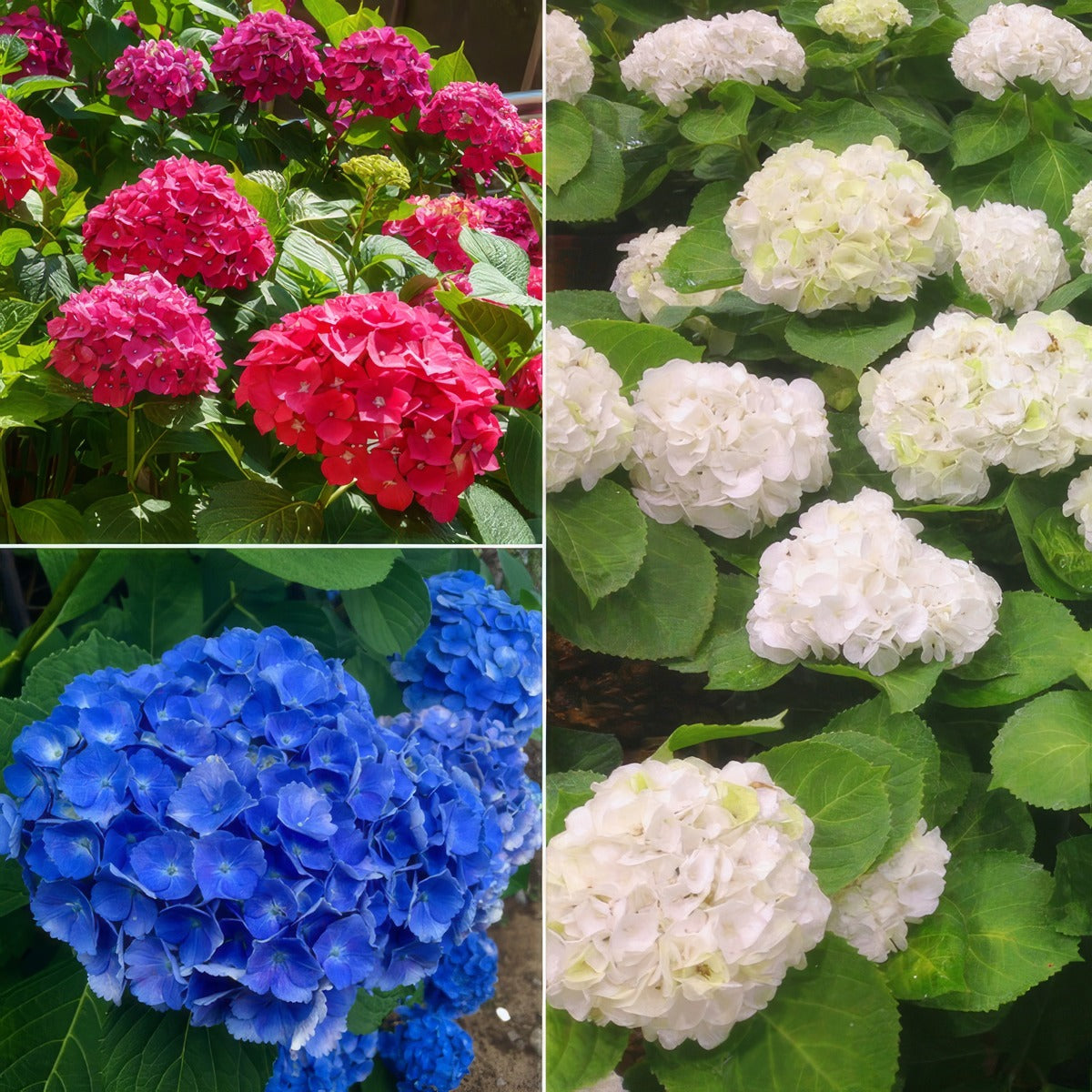 Hydrangea Spring Collection 1 2025 Colhydsc1 - Garden Express Australia