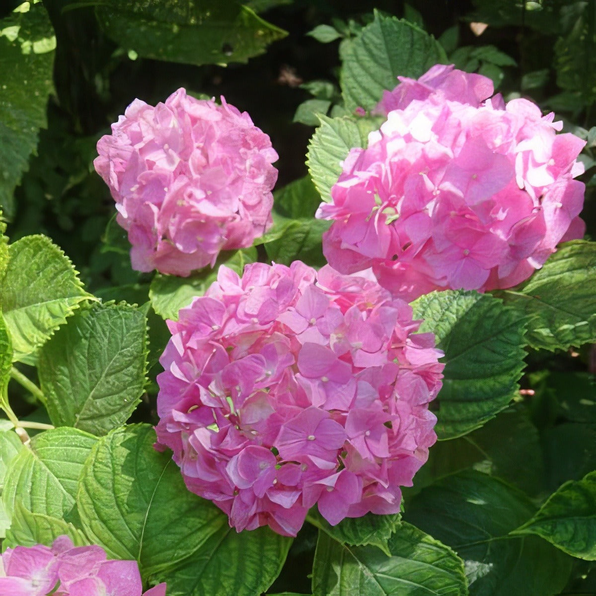Hydrangea Tosca Lpohydtos - Garden Express Australia