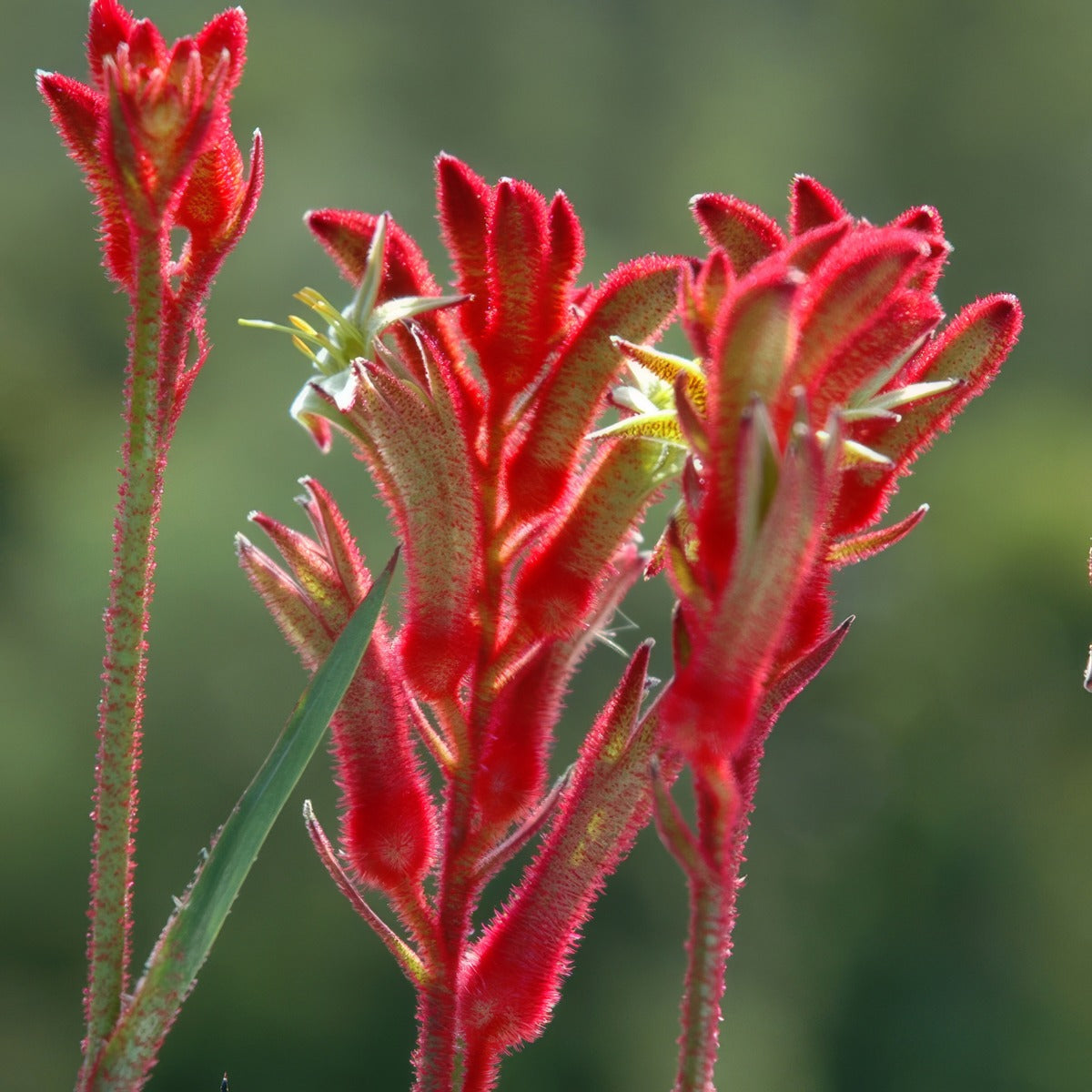 Kangaroo Paw Bush Ballad - Garden Express Australia