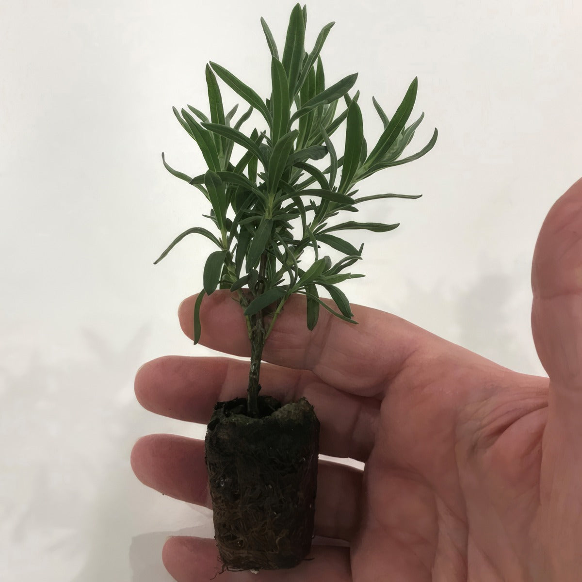 Lavender Plug - Garden Express Australia