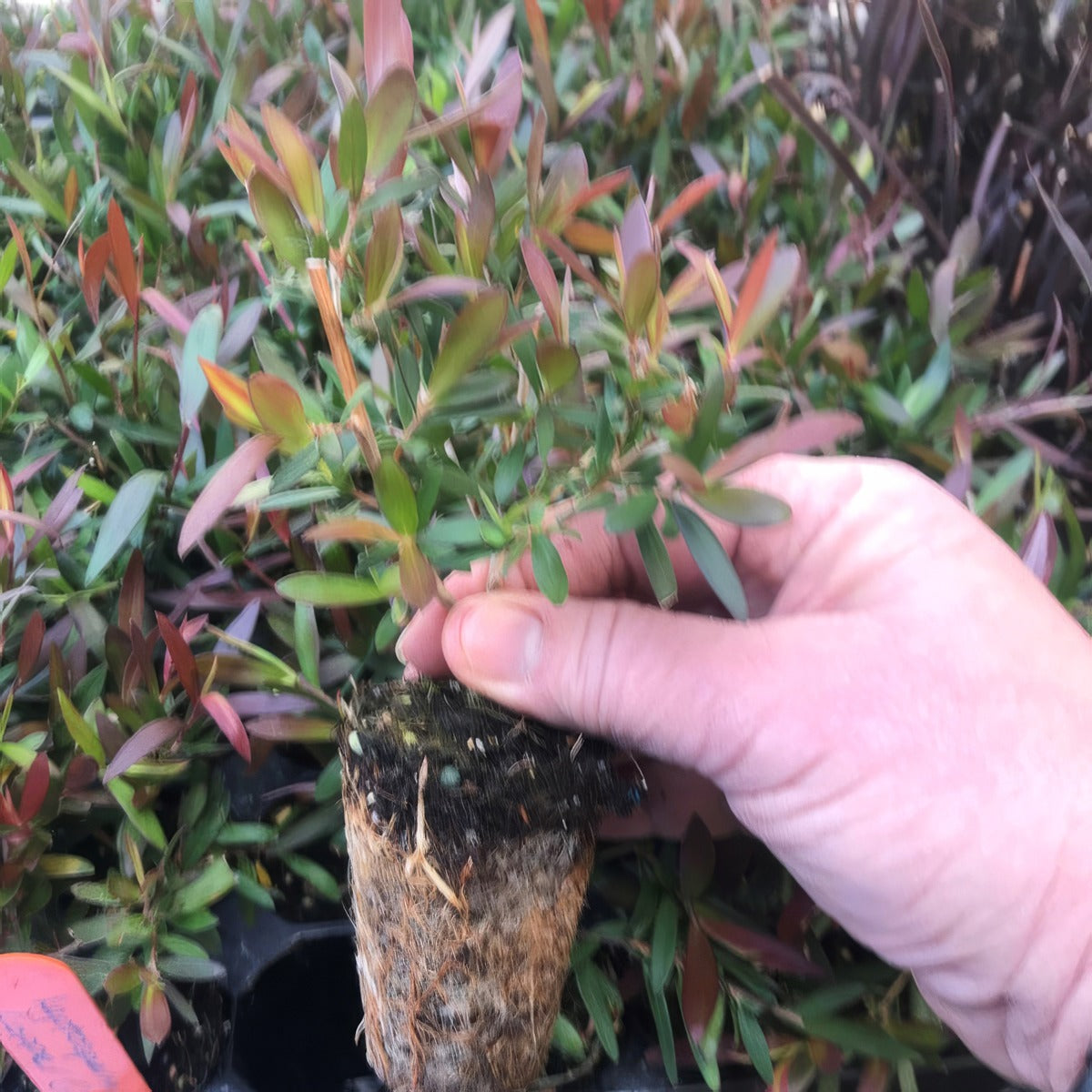 Leptospermum Copper Glow Plug - Garden Express Australia