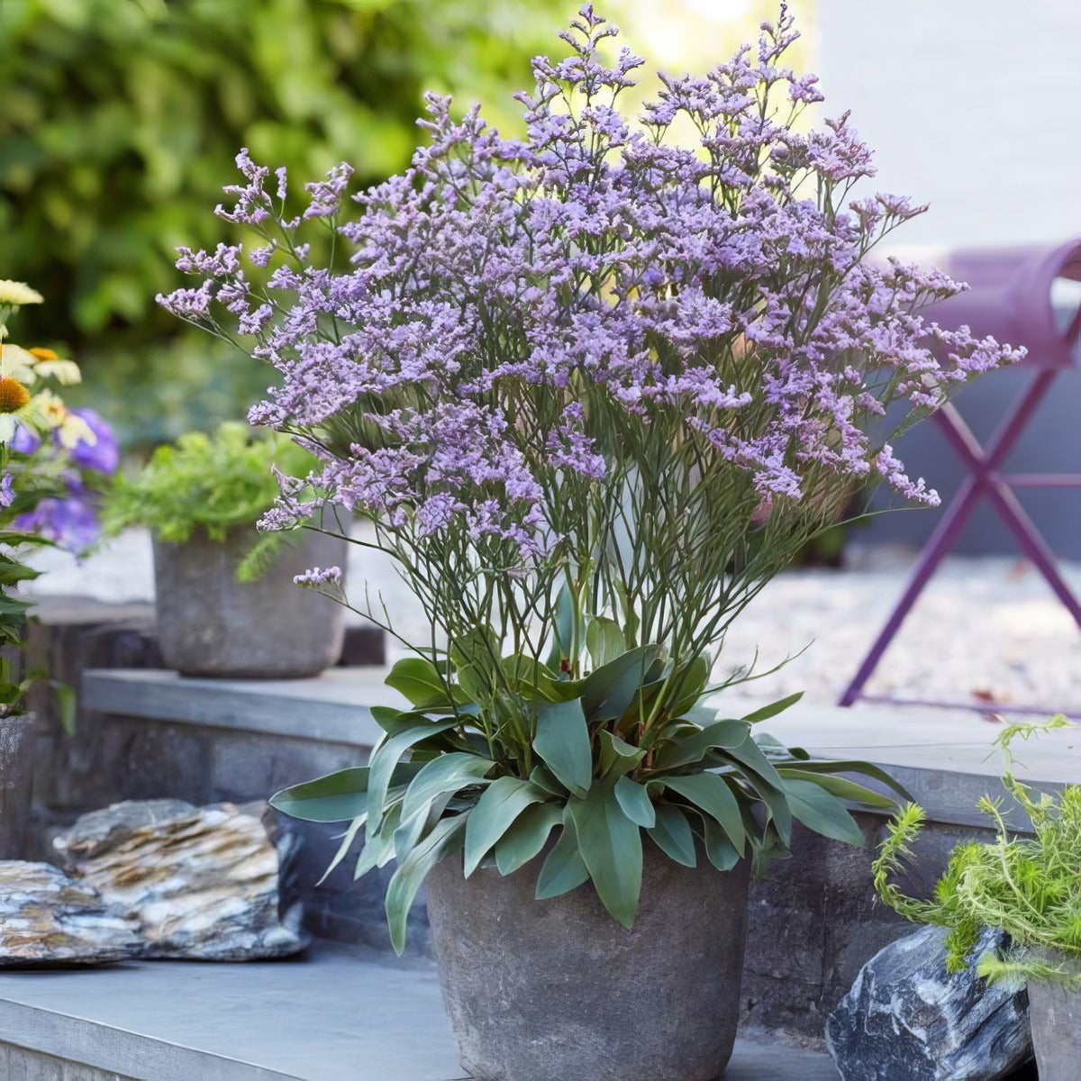 Limonium Dazzle Rocks Lpolimdro - Garden Express Australia