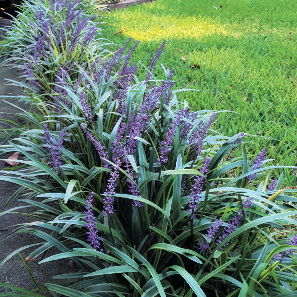 Liriope Evergreen Giant 2019 Lpoliregi - Garden Express Australia