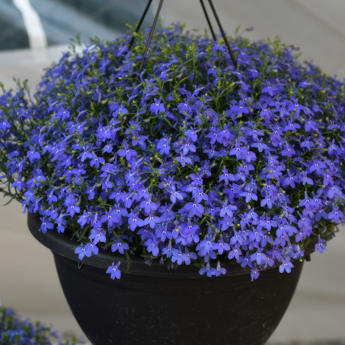 Lobelia Bella Oceano - Garden Express Australia