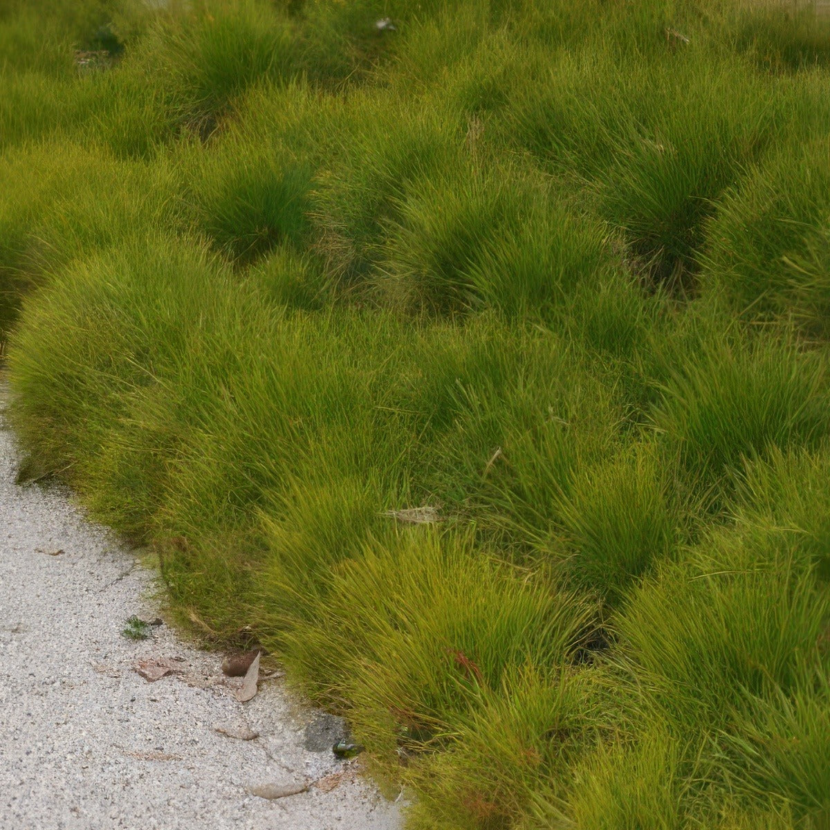 Lomandra Little Con 2012 - Garden Express Australia