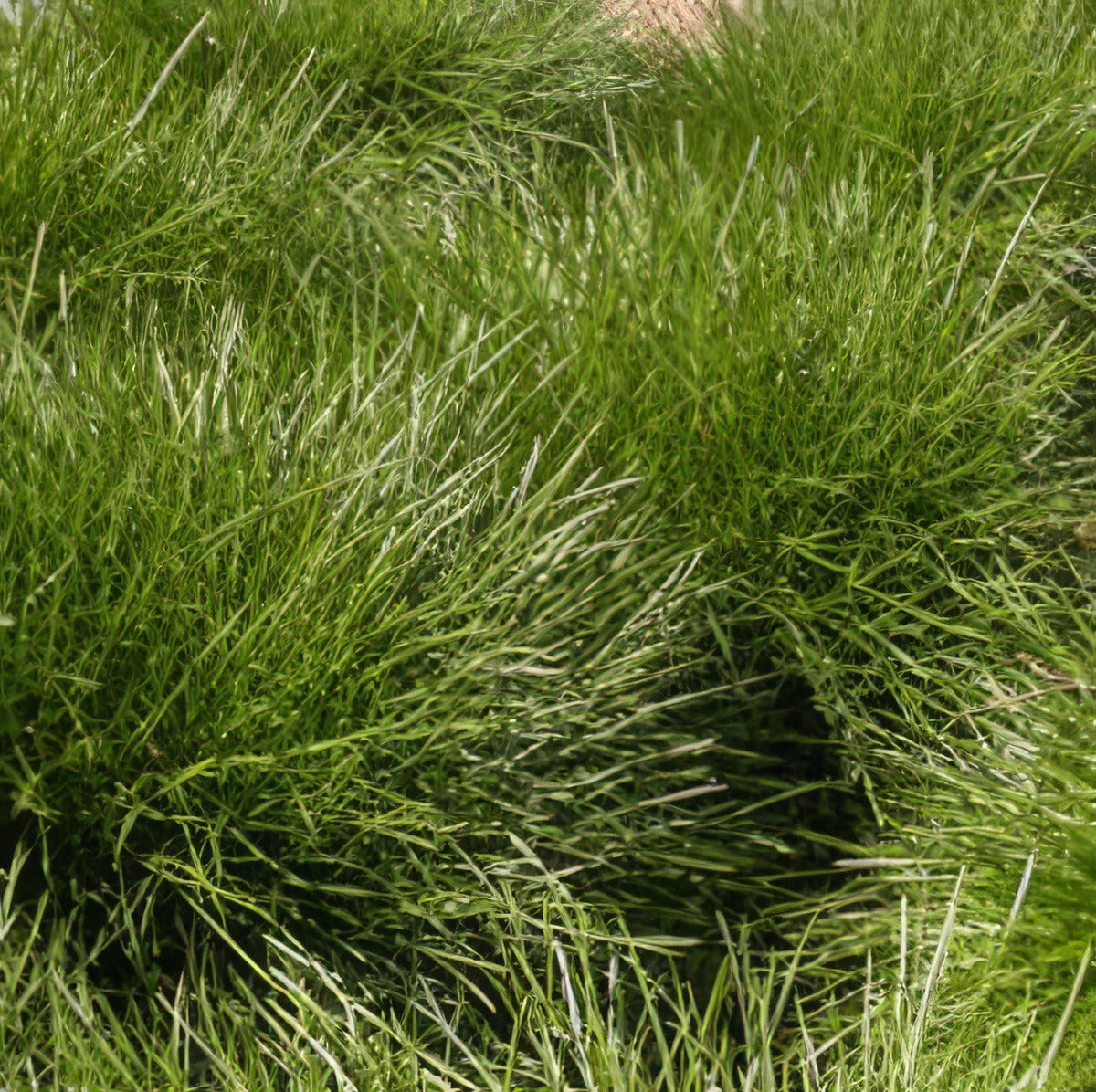 Lomandra Little Pal 15jpg - Garden Express Australia