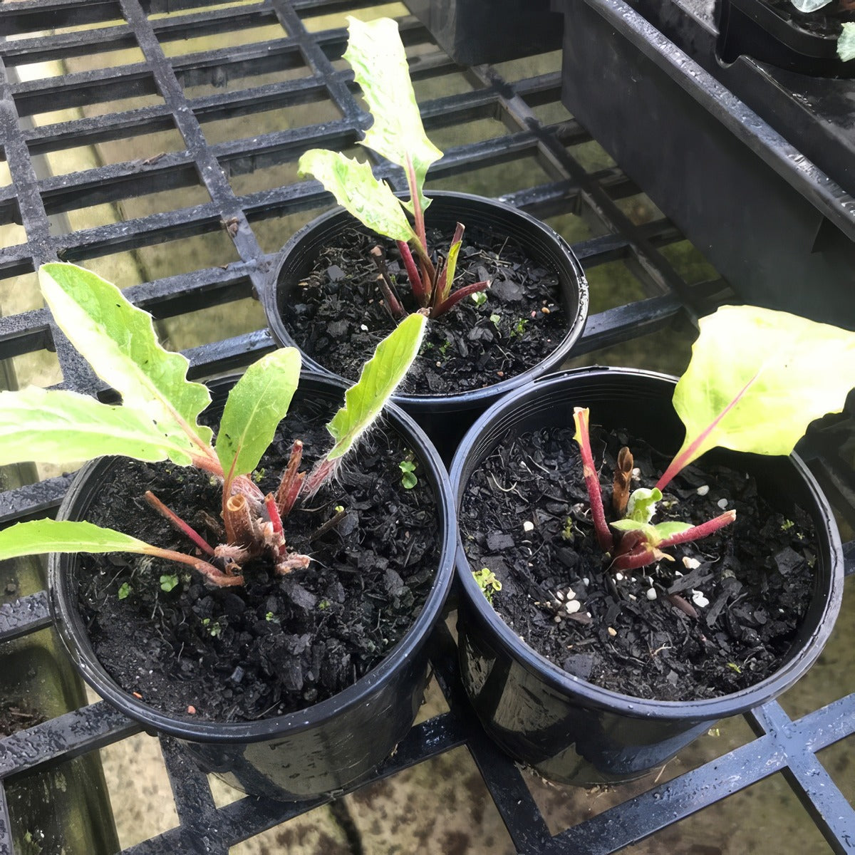 Mini Gerbera Lucky Dip - Garden Express Australia