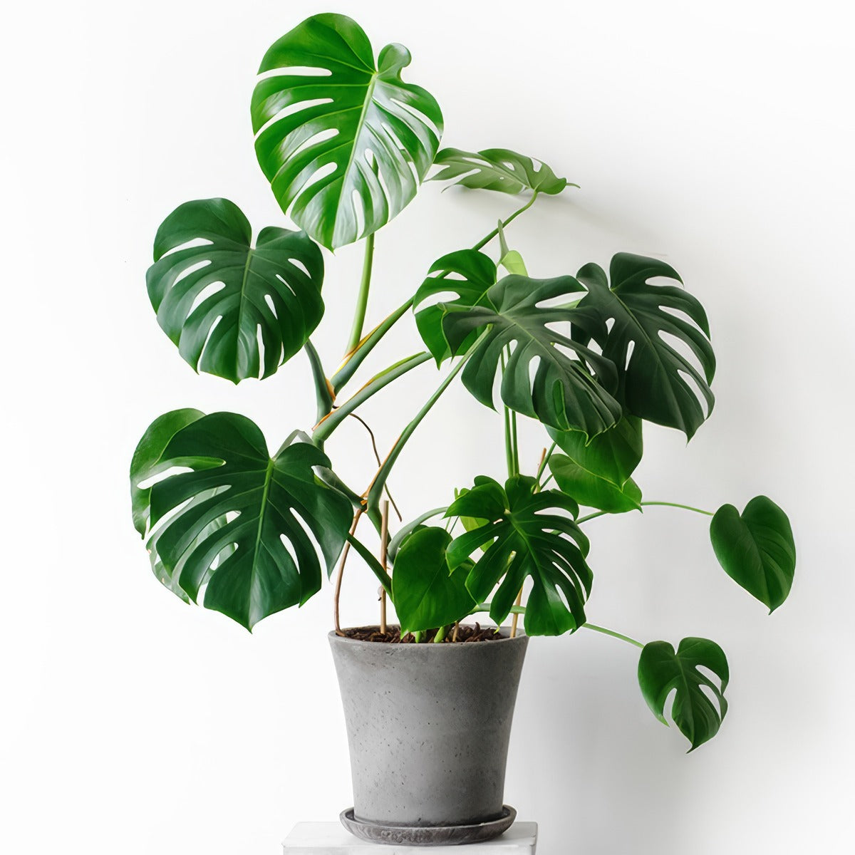 Monstera Monster Pack Colmonmpk 2 - Garden Express Australia