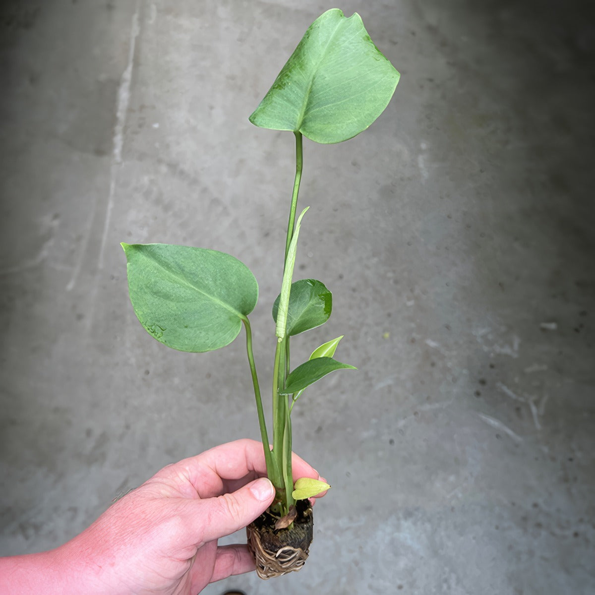 Monstera Monster Pack Colmonmpk 3 - Garden Express Australia