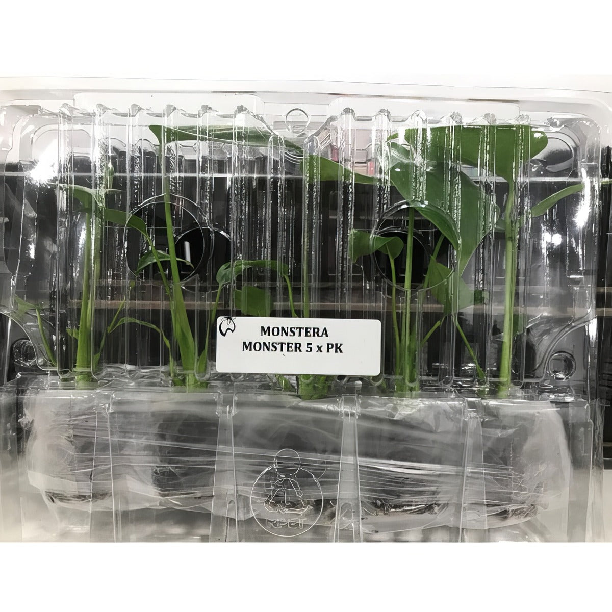 Monstera Monster Pack - Garden Express Australia