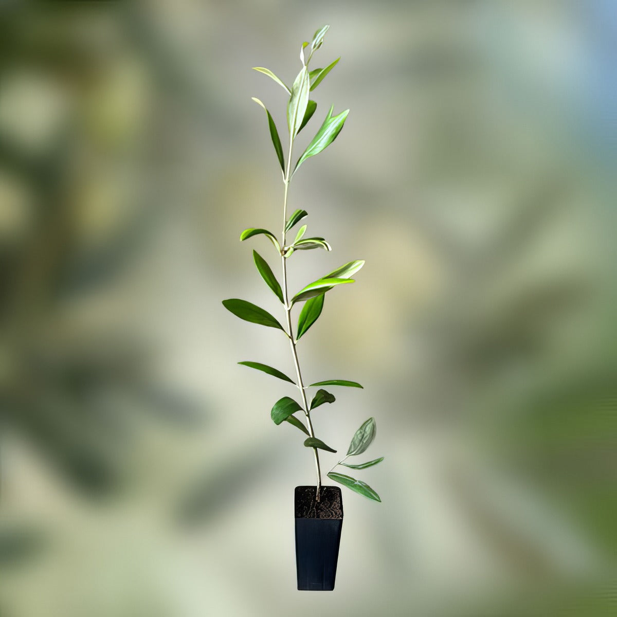 Olive Potsize - Garden Express Australia