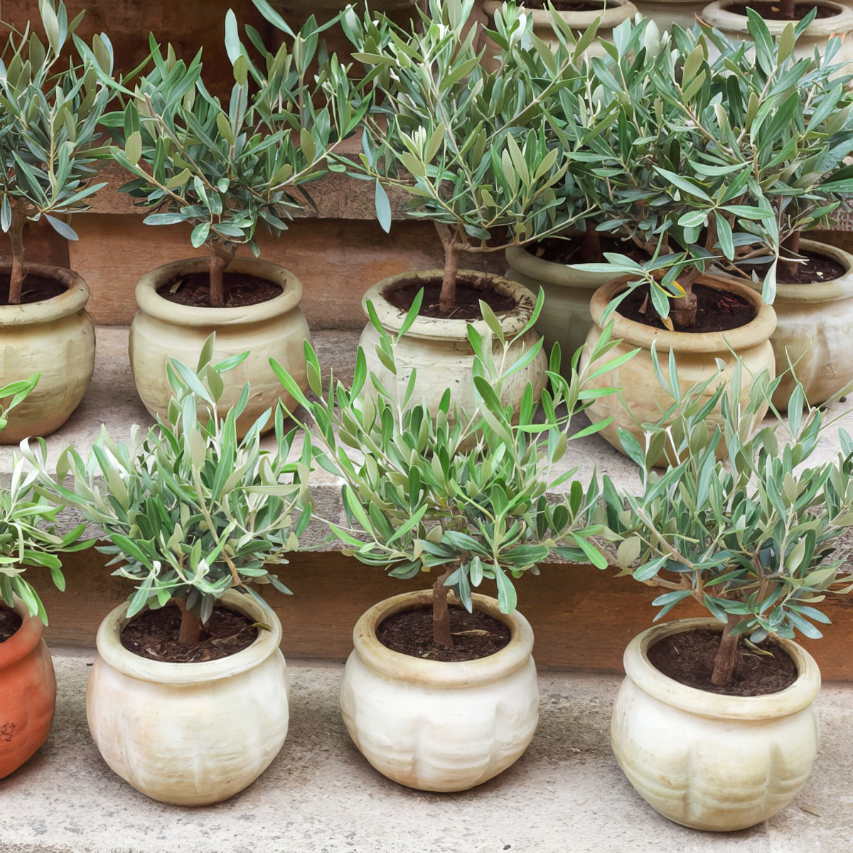 Olive Verdale Pots - Garden Express Australia