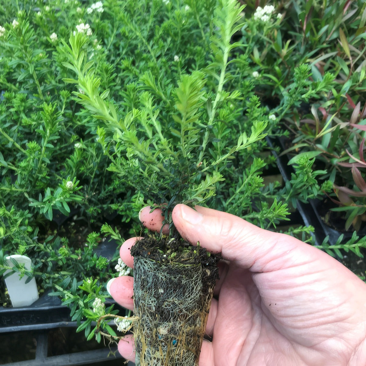 Ozothamnus Radiance Plug - Garden Express Australia