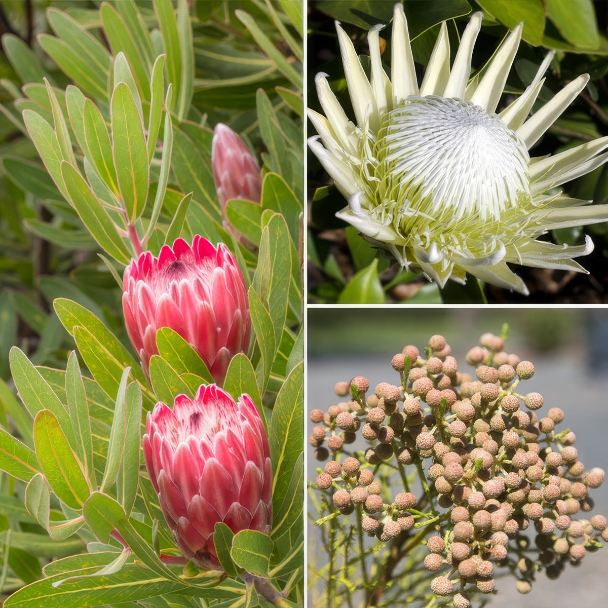 Proteaceae Cut Flower Collection Colpcflco - Garden Express Australia