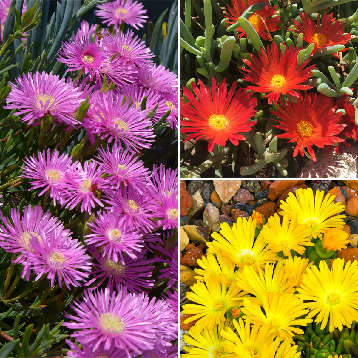 Pig Face Autumn Trio Colpfaat - Garden Express Australia