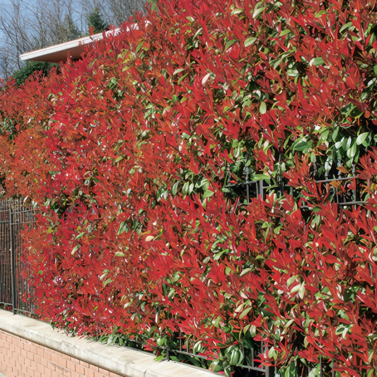 Photinia Rubens 16 - Garden Express Australia
