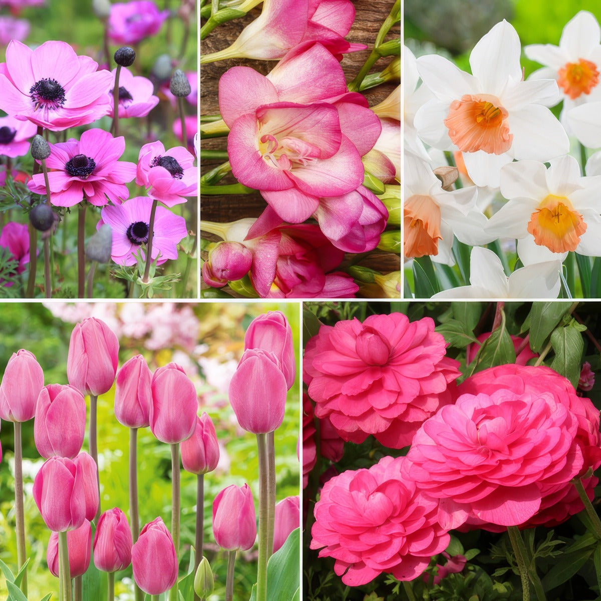 Colpincol Preciously Pink Collection 2026 - Garden Express Australia