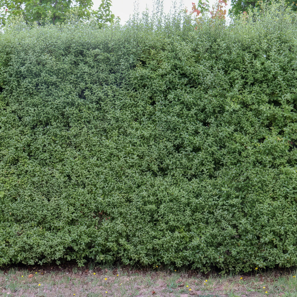 Pittosporum Screen Master Lpopitsma - Garden Express Australia