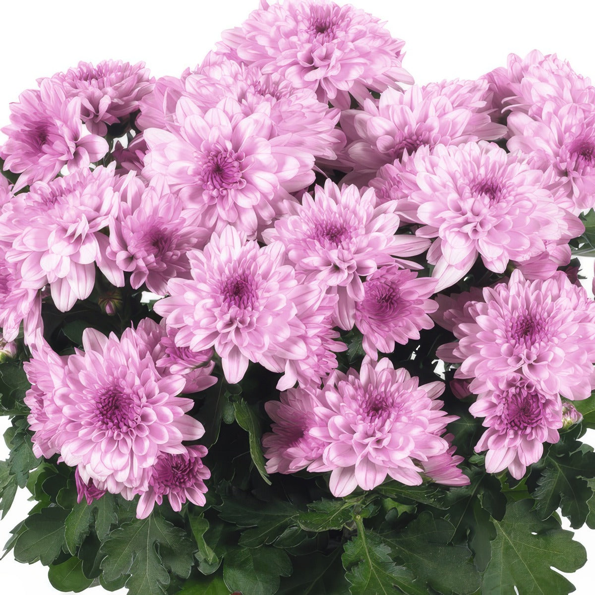 Pot Mum Chrystal Pink Flair - Garden Express Australia