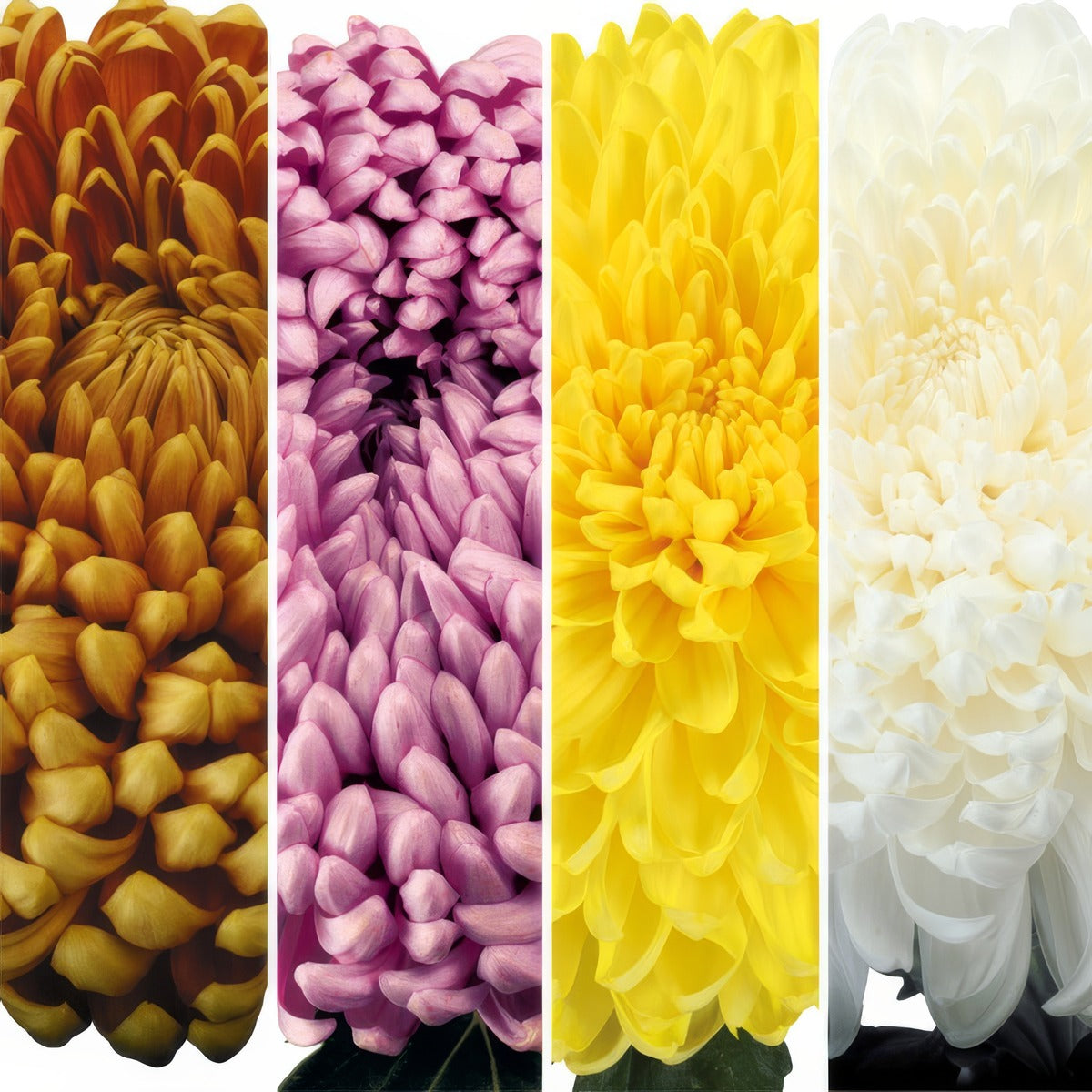 Pot Mum Kena Chrysanthemum Collection Colpmukco - Garden Express Australia