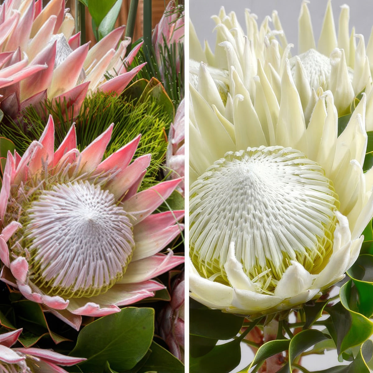 Protea King Duo Colprokng - Garden Express Australia