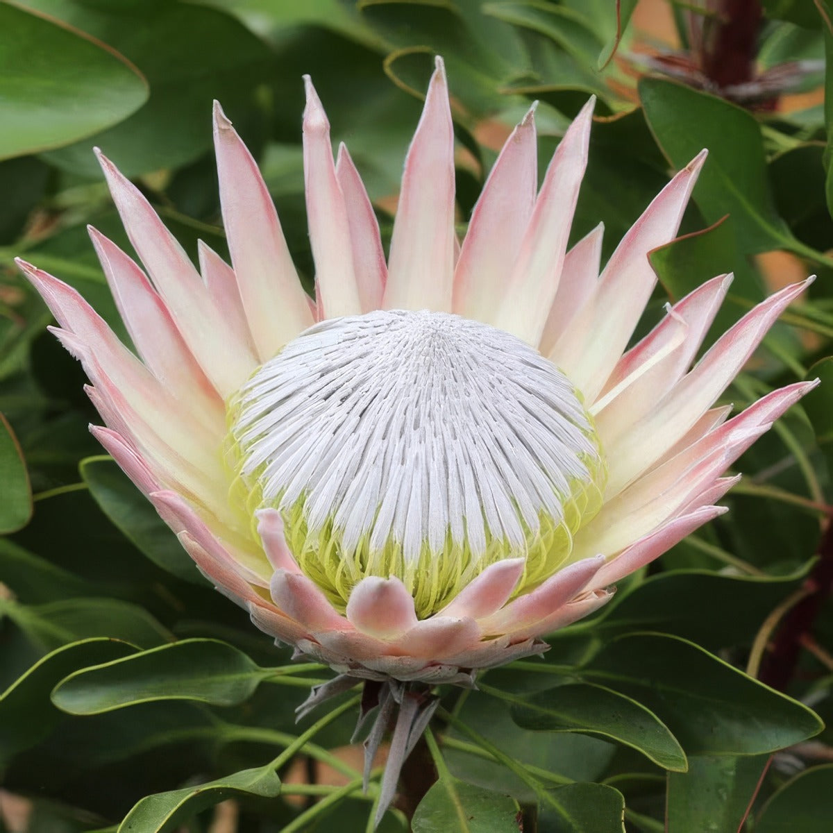 Protea King Pink 1 - Garden Express Australia