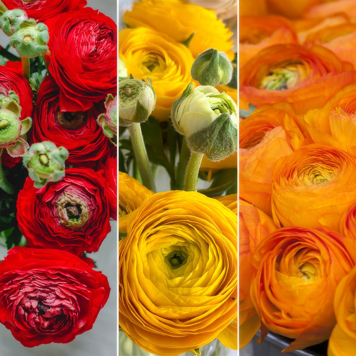 F1 Ranunculi Fire Collection Colranf1f 2026 - Garden Express Australia