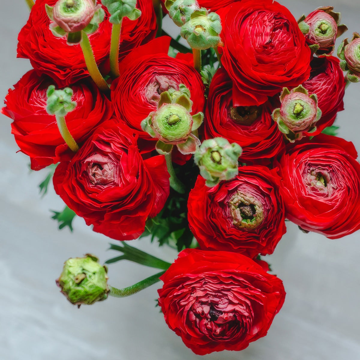 Ranunculus F1 Red Pkranfre 2026 - Garden Express Australia