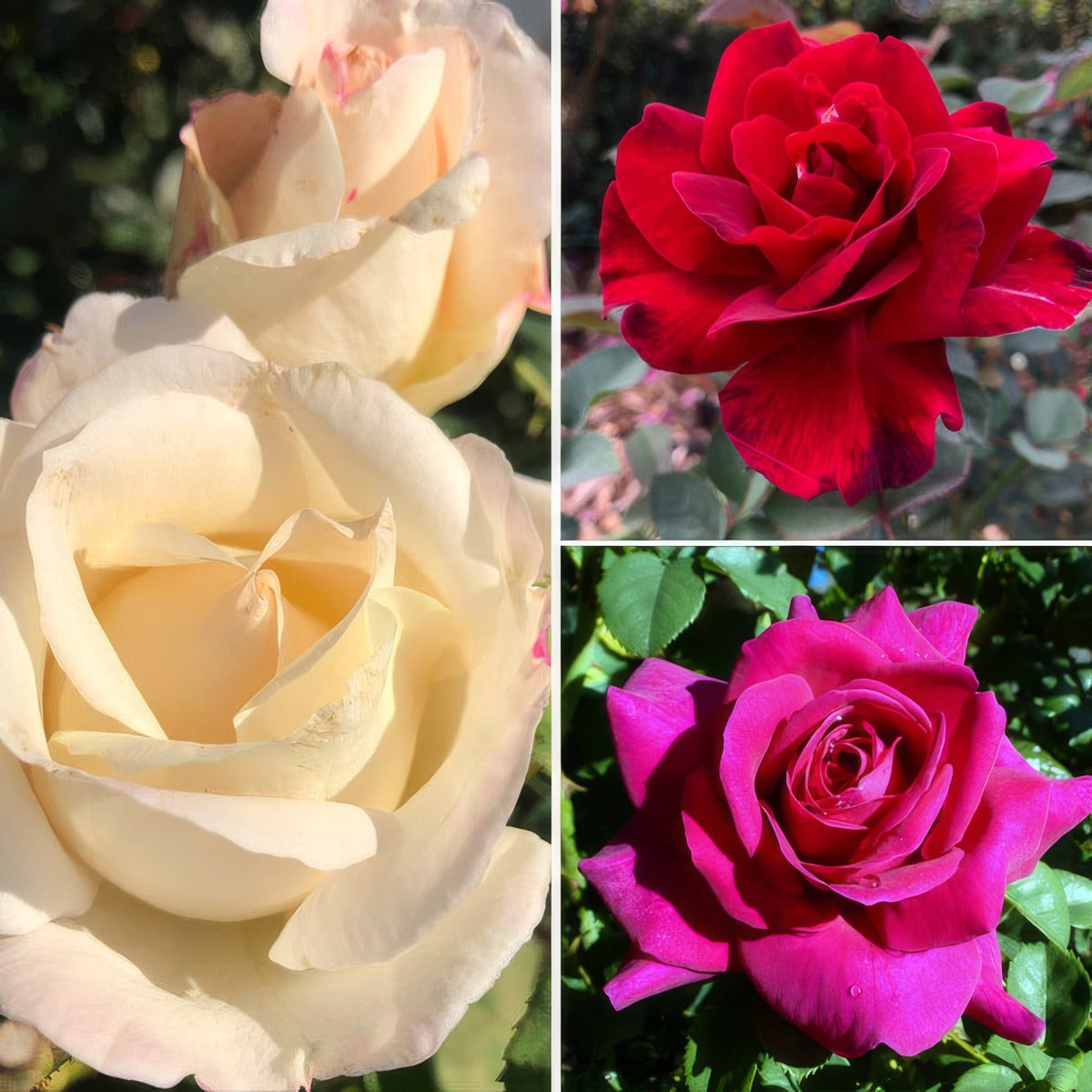 Brindabella Rose Collection 2026 Colrosbrc - Garden Express Australia